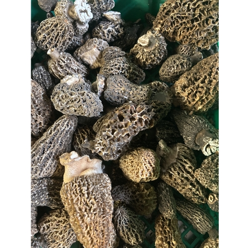 Fresh Grey Morel Mushrooms