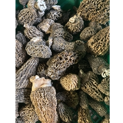 Fresh Grey Morel Mushrooms