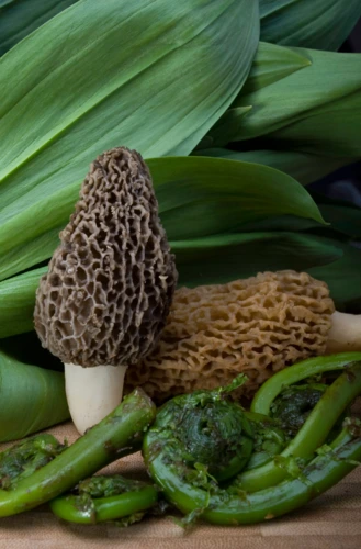 morels-fiddleheads-oregonmushrooms