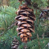 douglasfircone_large Douglas Fir Pinecone