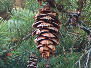 douglasfircone_large Douglas Fir Pinecone