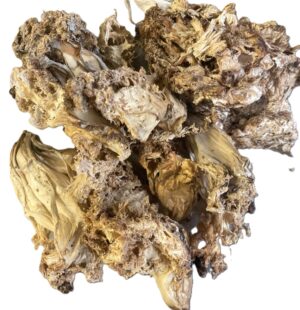 Dried Wild Lion's Mane Mushrooms