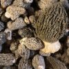 Fresh Grey and Green Morel Mushrooms