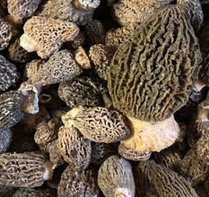 Fresh Grey and Green Morel Mushrooms