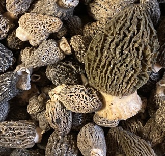 Fresh Grey and Green Morel Mushrooms