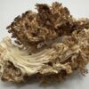 Dried Wild Lion's Mane Mushrooms