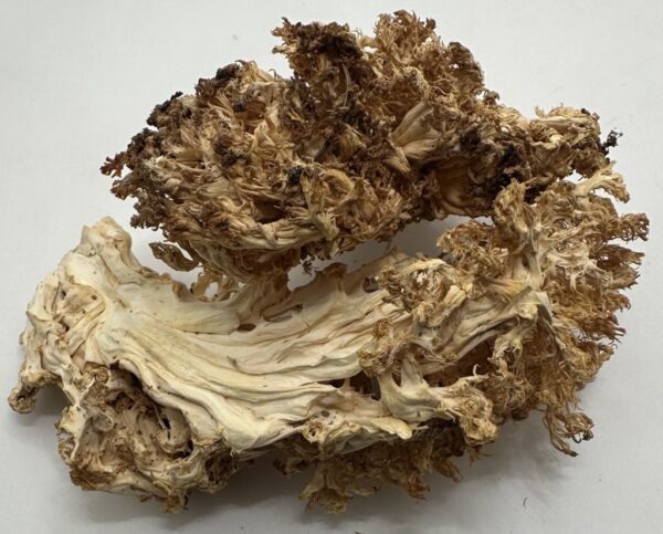 Dried Wild Lion's Mane Mushrooms