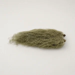 Old Man's Beard Moss