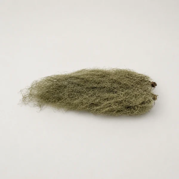 Old Man's Beard Moss