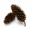 Sugar Pine Cone Sugar Pine Cones