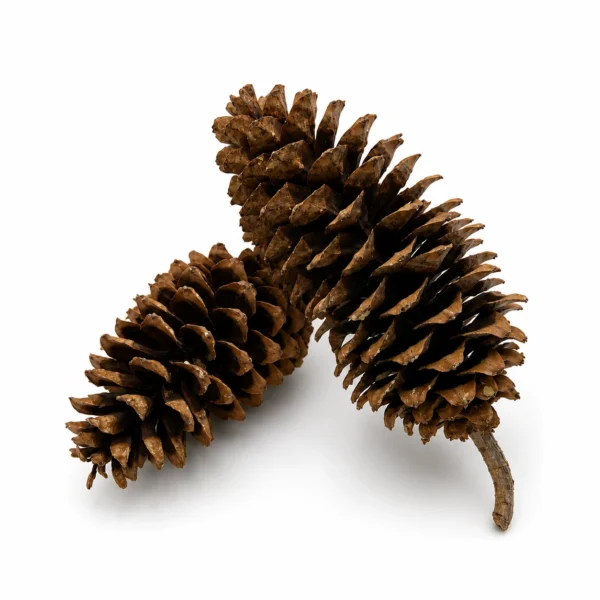 Sugar Pine Cone Sugar Pine Cones