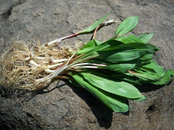 ramps with leaves Fresh Whole Ramps