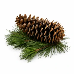 Sugar Pine Cones