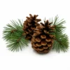 Ponderosa Pinecones Ponderosa Pinecone