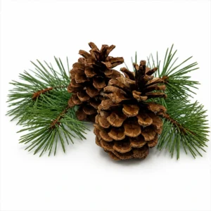 Ponderosa Pinecone